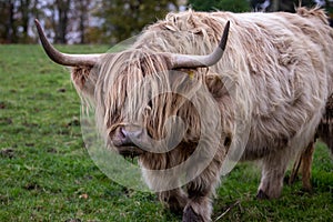 Highland cattle or Highland cow it`s a Scottish breed