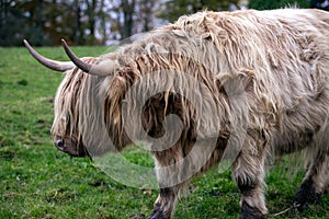 Highland cattle or Highland cow it`s a Scottish breed