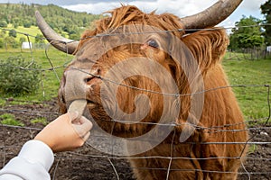 Highland cattle or Highland cow it`s a Scottish breed of rustic cattle