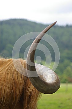 Highland cattle horn