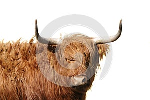 Highland cattle isolated