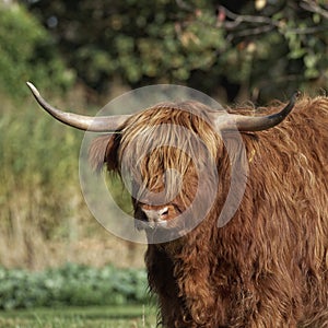 Highland Cattle, Kyloe