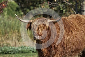 Highland Cattle, Kyloe