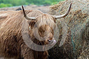 Highland Cattle licking nose on a foggy morning farm