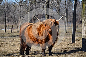 Highland Cattle with long red shaggy coat and long horns