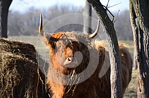 Highland Cattle looking through trees in pasture