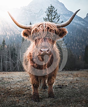 Highland Cattle in the Morning Sun