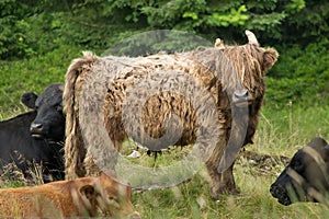 Highland cattle in the natu. Bohemian Forest.