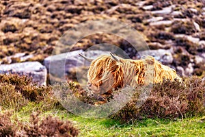 Highland cattle near Applecross