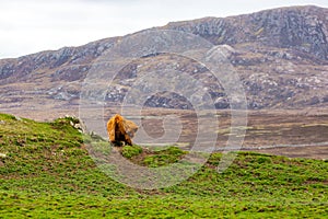 Highland cattle near Keoldale
