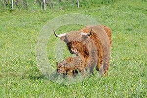 Highland cattle