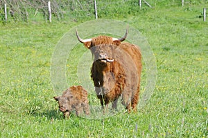 Highland cattle