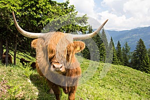 Highland Cattle In The Nocky Mountains Of Carinthia