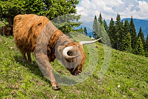 Highland Cattle In The Nocky Mountains Of Carinthia