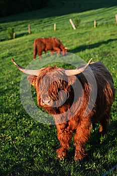 Highland Cattle on the pasture