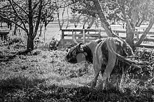 Highland cattle