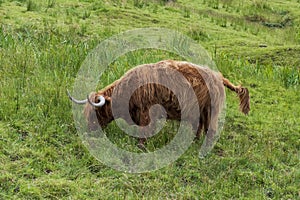 Highland Cattle on a pasture in the Scottish Highlands