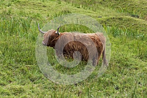Highland Cattle on a pasture in the Scottish Highlands