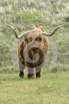 Highland Cattle, Schotse Hooglander