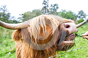 Highland Cattle in Scotland