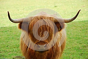 Highland cattle, Scotland