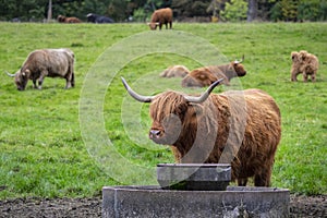 Highland Cattle in Scotland, UK