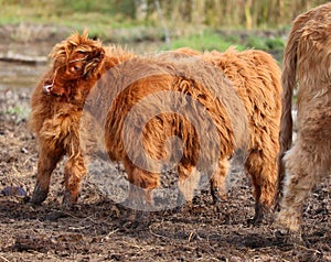 Highland cattle are a Scottish breed of cattle