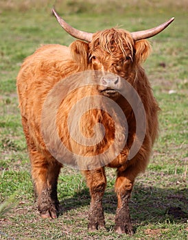 Highland cattle are a Scottish breed of cattle