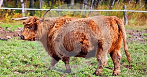 Highland cattle are a Scottish breed of cattle