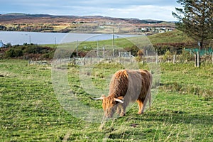 Highland Cattle, a Scottish cattle breed.