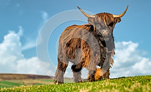 HIghland Cattle