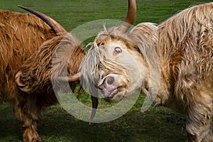 Highland Cattle Sparring at Tarraleah in Tasmania