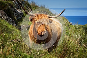 Highland cattle sunny