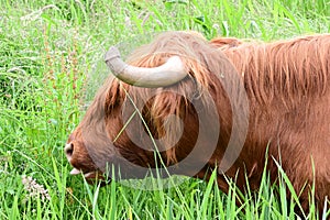 Highland Cattle, Surlingham, Norfolk Broads, England, UK