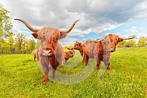 Highland cattle in the Swedish province of Smaland photo