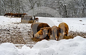 Highland cattle in a winter landscape covered with snow. Picture from Scania, Sweden