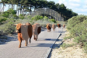 Highland Cattle of Zuid-Kennemerland National Park