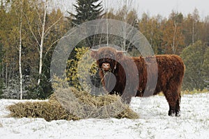 Highland caw eating hay, close up.