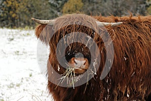 Highland caw eating hay, close up.