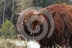 Highland caw eating hay, close up.