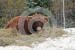 Highland caw lying in hay, close up.