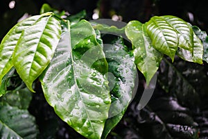 Coffea Arabica plant photo
