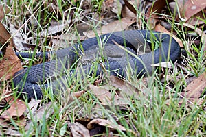 Highland Copperhead Snake, Australia