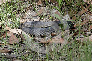 Highland Copperhead Snake, Australia