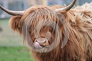 Highland Cow