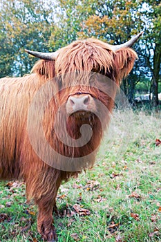 Highland cow