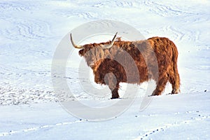 Highland cow