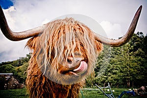 Highland Cow