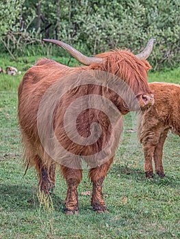 Highland cow