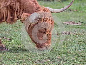 Highland cow